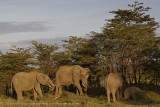 093-Elephants in the Morning.jpg