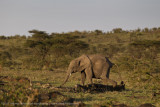 094-Young Elephant.jpg