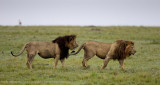 112-Buddies.jpg