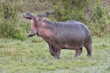 115-Hippos Have Big Mouths.jpg