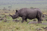 118-Black Rhino.jpg