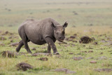 119-Black Rhino.jpg
