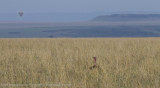 123-Ostrich in the Grass.jpg