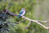 124-Kingfisher.jpg