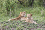 125-Lions resting.jpg