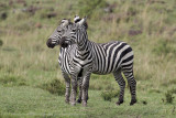 129-Two Heads?.jpg