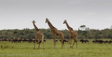 130-Giraffe.jpg