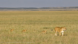 138-To the Kill.jpg