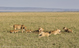 139-Teaching the Cubs.jpg