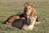 141-Lion Pair.jpg