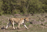 148-Lion Hunting.jpg