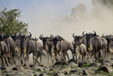 149-Wildebeest Stampede.jpg