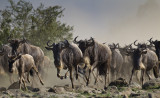150-Wildebeest Stampede.jpg