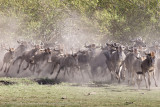 151-Wildebeest Stampede.jpg