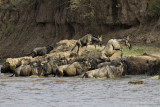 152-Wildebeest Make it Across.jpg