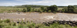 167-Wildebeest Crossing the Mara.jpg