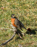 It Must Be Spring - the Robins Are Here