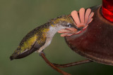 Hummingbird at the Feeder