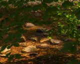 Leaves and Rocks