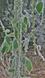 frosted leaves.jpg