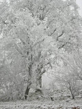 hoar frosted tree.jpg