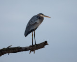 GREAT BLUE HERON