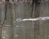 RIVER OTTER