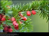 Irish Yew (Alm. Taks / Taxus baccata)