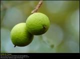 Persian walnut (Alm. Valnød / Juglans regia)