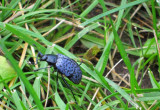 Pleasing fungus beetle