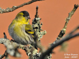 EURASIAN SISKIN male