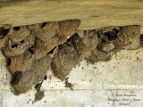 Common House Martin nests