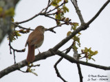 Common Nightingale adult