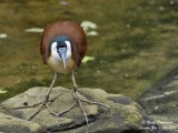 AFRICAN JACANA