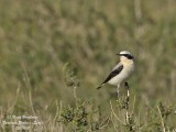 Northern Wheatear