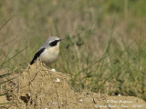 NORTHERN WHEATEAR on its breeding grounds