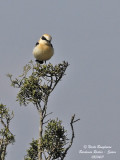 Black-eared Wheatear