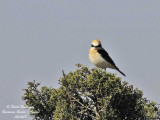 Black-eared Wheatear