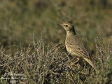 TAWNY PIPIT - ANTHUS CAMPESTRIS - PIPIT ROUSSELINE