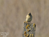 Rock Sparrow - Petronia petronia - Moineau soulcie