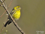 European Serin