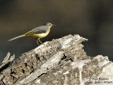 Grey Wagtail female