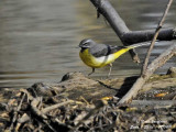 Grey Wagtail male