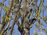 GREAT SPOTTED WOODPECKER - DENDROCOPOS MAJOR - PIC EPEICHE
