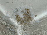 Babies -  ZOROPSIS SPINIMANA