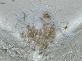 Babies -  ZOROPSIS SPINIMANA