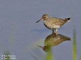 COMMON REDSHANK  breeding