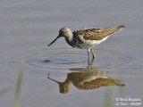 COMMON-GREENSHANK breeding