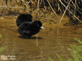 Water Rail chick