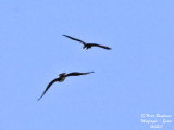 Bonellis Eagle - Black Kite